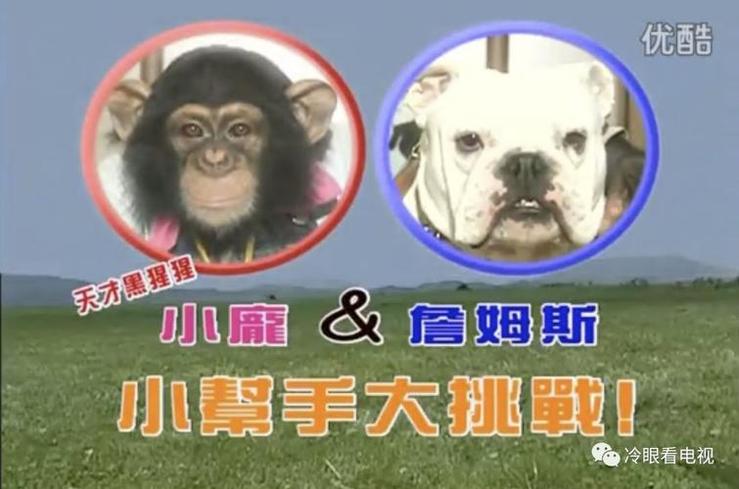 《猩猩狗狗大冒险》：小庞惊人聪明，詹姆斯忠诚不渝